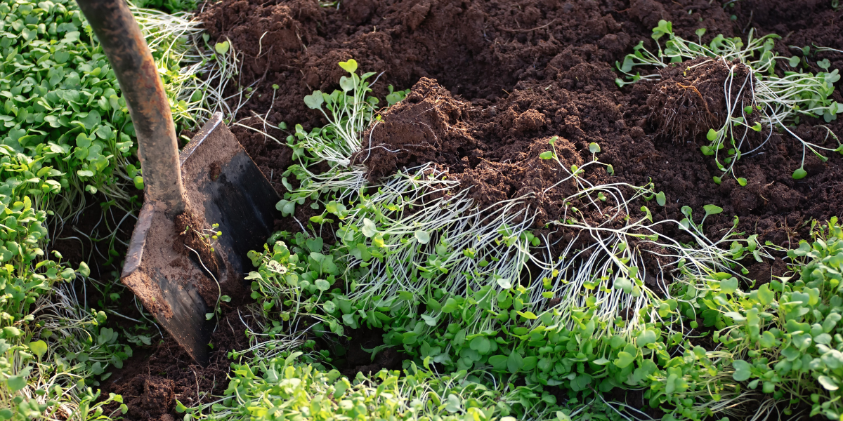 Improving soil structure with green manure. Mustard crops.